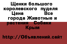 Щенки большого (королевского) пуделя › Цена ­ 25 000 - Все города Животные и растения » Собаки   . Крым